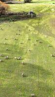 Sheep graze peacefully on a green hillside under bright daylight, showcasing serene rural life in New Zealand video