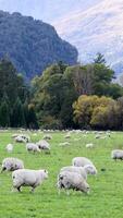 Sheep graze peacefully in a lush green field surrounded by mountains and trees under soft daylight video