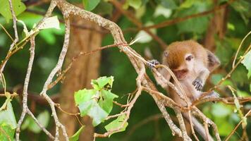 Monkey interacting with tree branches in Krabi video