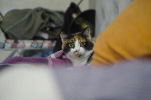 Calico cat with striking green eyes is resting on a colorful blanket, surrounded by soft textures and cozy home environment, showcasing feline curiosity and charm photo