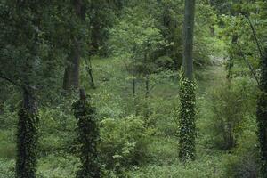 Lush green forest scene featuring tall trees covered in vibrant ivy, creating a serene atmosphere, with dense undergrowth and natural light filtering through the leaves photo