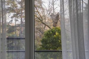 View through sheer curtains of a tranquil outdoor scene featuring lush greenery and trees, creating a serene atmosphere and inviting natural light into the indoor space photo