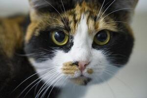 Close-up portrait of a calico cat with striking yellow eyes, showcasing its unique fur patterns and textures, capturing the essence of feline beauty and curiosity photo