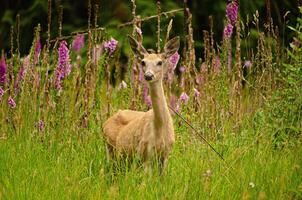 Watchful Deer Standing at Forest Edge photo