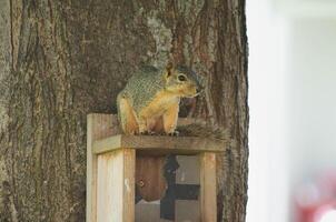 Wild Forest Squirrel Resting on Rustic Handmade Woodhouse Nest Box in Nature photo
