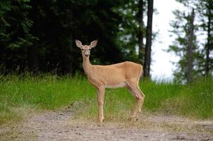 Graceful Wild Deer Standing Alert in Forest Clearing photo
