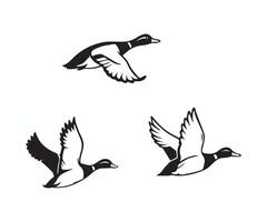 three black and white ducks flying in the air, flying duck illustration vector