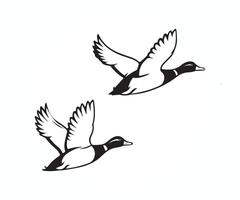 two ducks flying in the air on a white background, flying duck illustration vector