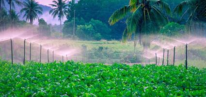Water sprinkler system working in a green vegetable garden at sunset. photo