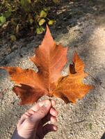 Dry tree leaf on autumn forest or park background. Autumn leaf in hand. photo