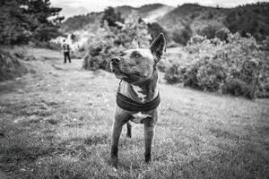 Black and White Portrait of a Dog in Nature photo