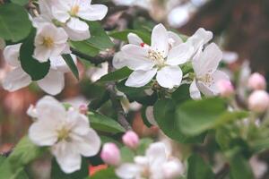 Fowers of the cherry or apple blossom. Sakura flower photo