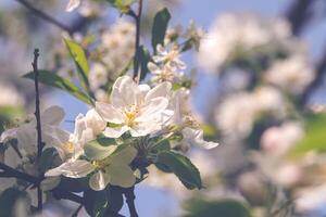 Fowers of the cherry or apple blossom. Sakura flowers. photo