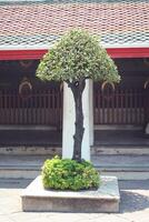 Decorative tree is on Asian town. Small tropical tree. photo