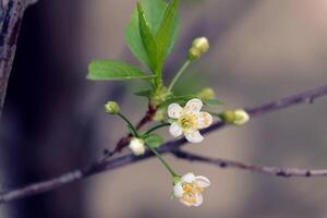 Fowers of the cherry blossom. Sakura flower. photo