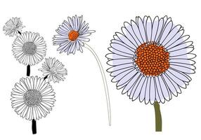 Hand Drawn Daisy Flower Illustration with Colored and Outline Petals for Botanical Art Floral Design and Nature Decoration vector
