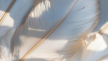 Delicate Feathers Close-Up Abstract Macro Pattern photo