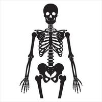 A full human skeleton displayed against a clean white background vector