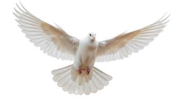 White dove in mid-flight with wings fully spread isolated on transparent background png