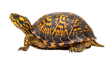 Eastern box turtle with vibrant shell pattern isolated on transparent background png