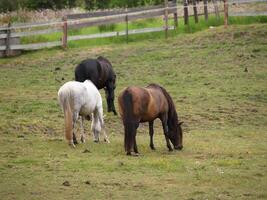 Three Horses Eating In Green Grass Field photo