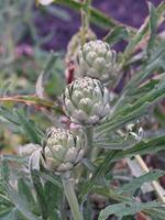 Artichoke Plants Growing In Commercial Field photo