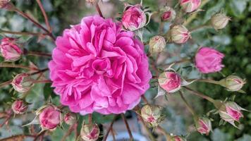 Beautiful Pink Rose in Full Bloom with Surrounding Rosebuds, Top View Floral Photography, flowers background photo