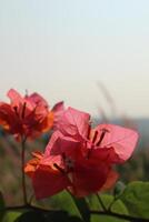 close up of a flower with a blue sky in the background photo