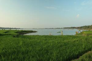 rice field and river landscape photo