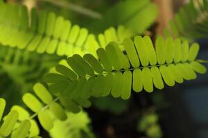A close up of a green plant with leaves in jungle photo