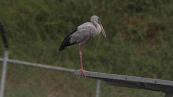 Footage of an Asian Openbill Stork, a distinctive wading bird, seen in its natural environment video