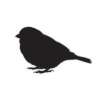 A detailed black silhouette of a small bird standing on white background silhouette isolated on white background vector