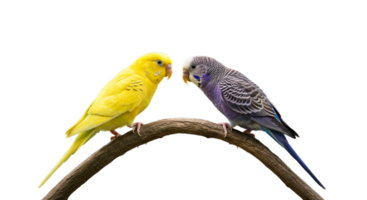 Pair of Colorful Budgerigars Perching on Branch Against Transparent Background png