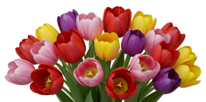 Colorful Tulip Bouquet with Red, Pink, Yellow and Purple Blooms on Transparent Background png