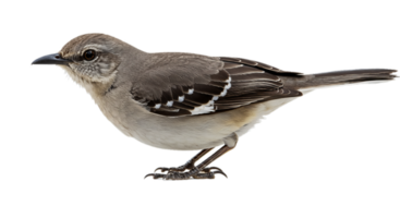 Small Gray Bird Standing with White Wing Pattern on Transparent Background png