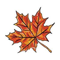 Autumn Maple Leaf Illustration vector