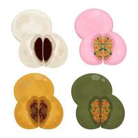 Colorful dumplings with various fillings vector