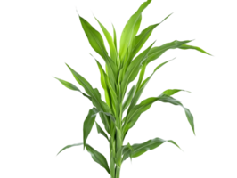 Vibrant Green Plant with Slender Leaves on Transparent Background png