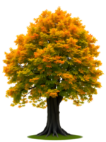 Beautiful autumn maple tree with vibrant orange and yellow leaves on transparent background png