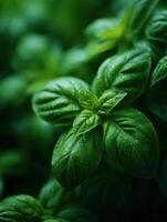 Fresh Basil Leaves are the Gardens Fragrant Heart photo