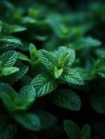 Fresh Mint Leaves are the Gardens Refreshing Embrace photo