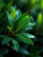 Fresh Bay Leaves have the Gardens Classic Aroma photo