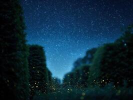 Fireflies Light Up An August Night In A Formal Garden photo