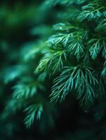 Fresh Dill Sprigs have the Gardens Delicate Charm photo