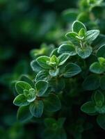 Fresh Oregano Sprigs have the Gardens Rustic Flavor photo