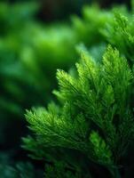Fresh Dill Sprigs are the Gardens Airy Fragrance photo