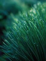 Fresh Chives are the Gardens Delicate Spice photo