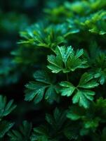Fresh Parsley is the Gardens Fresh Essence photo