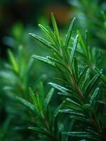 Fresh Rosemary Sprigs are the Gardens Savory Essence photo