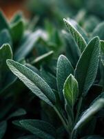 Fresh Sage Leaves are the Gardens Earthy Wisdom photo